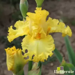 IRIS CURLY ZLATOVLASKA - L'iriseraie - KUTTOLSHEIM ALSACE FRANCE