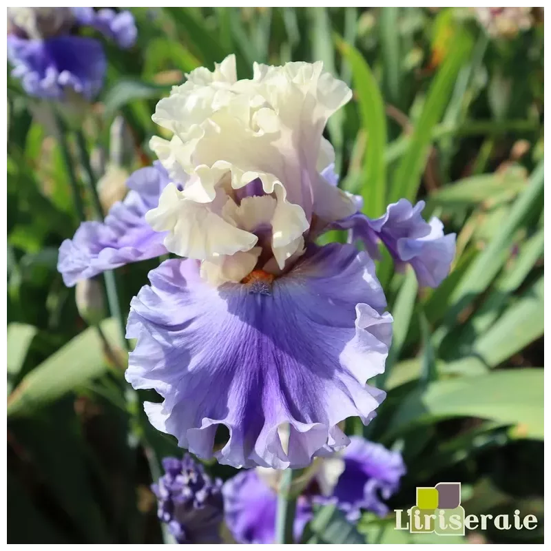 IRIS DANCE OFF - L'iriseraie - KUTTOLSHEIM ALSACE FRANCE