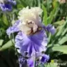 IRIS DANCE OFF - L'iriseraie - KUTTOLSHEIM ALSACE FRANCE
