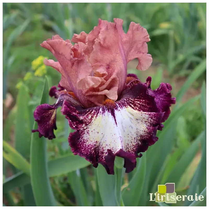 IRIS FEEL THE POWER - L'iriseraie - KUTTOLSHEIM ALSACE FRANCE