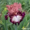 IRIS FEEL THE POWER - L'iriseraie - KUTTOLSHEIM ALSACE FRANCE