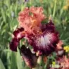 IRIS FEEL THE POWER - L'iriseraie - KUTTOLSHEIM ALSACE FRANCE