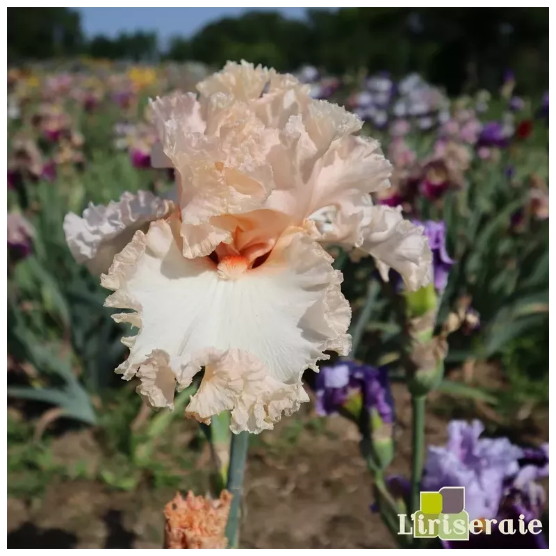 IRIS INCREDIBLE - L'iriseraie - KUTTOLSHEIM ALSACE FRANCE