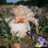 IRIS INCREDIBLE - L'iriseraie - KUTTOLSHEIM ALSACE FRANCE
