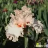 IRIS INCREDIBLE - L'iriseraie - KUTTOLSHEIM ALSACE FRANCE