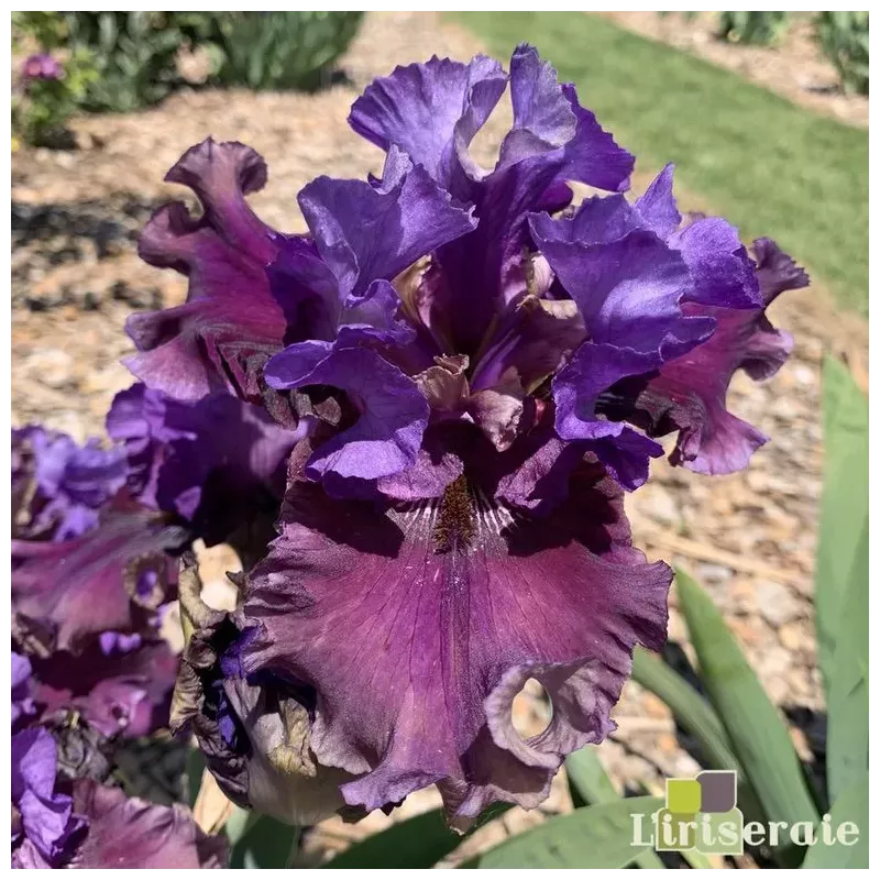 IRIS DAKOTA SMOKE - L'iriseraie - KUTTOLSHEIM ALSACE FRANCE