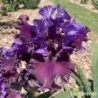 IRIS DAKOTA SMOKE - L'iriseraie - KUTTOLSHEIM ALSACE FRANCE