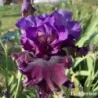 IRIS DAKOTA SMOKE - L'iriseraie - KUTTOLSHEIM ALSACE FRANCE