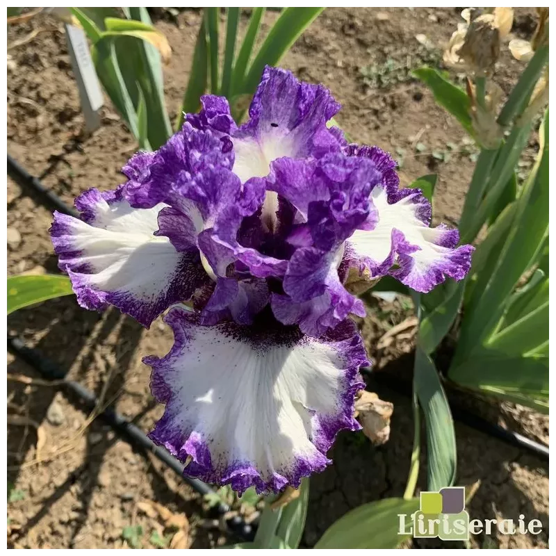 IRIS PHOTO SHOOT - L'iriseraie - KUTTOLSHEIM ALSACE FRANCE