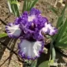 IRIS PHOTO SHOOT - L'iriseraie - KUTTOLSHEIM ALSACE FRANCE