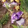 IRIS PHOTO SHOOT - L'iriseraie - KUTTOLSHEIM ALSACE FRANCE