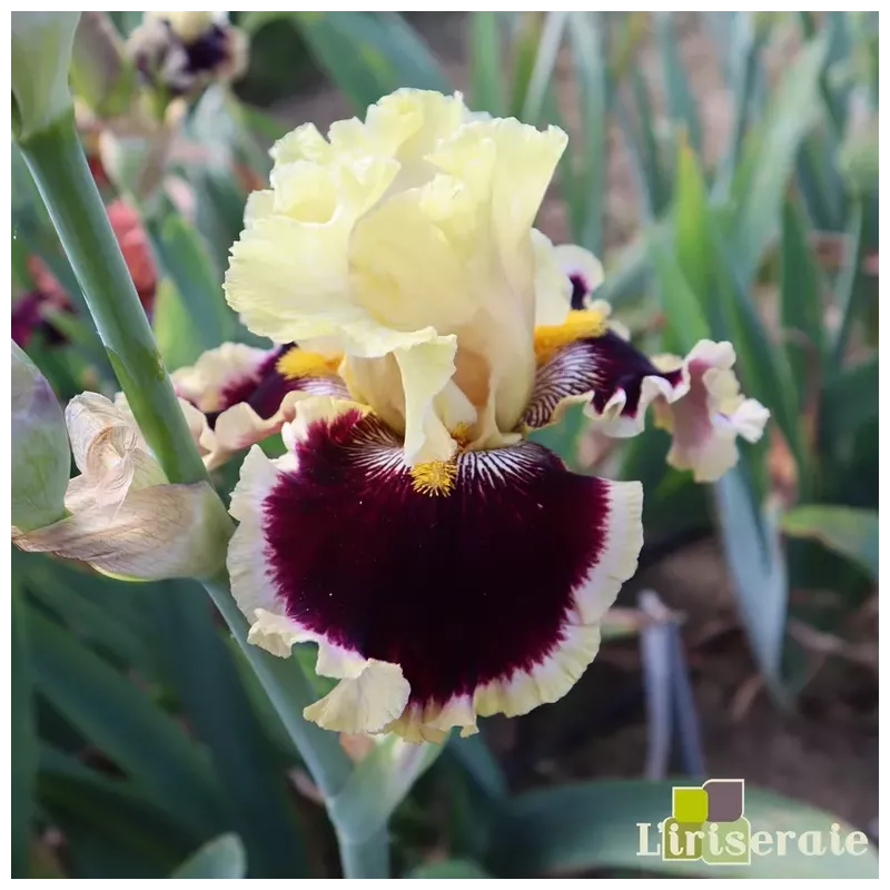 IRIS READ MY MIND - L'iriseraie - KUTTOLSHEIM ALSACE FRANCE
