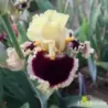 IRIS READ MY MIND - L'iriseraie - KUTTOLSHEIM ALSACE FRANCE