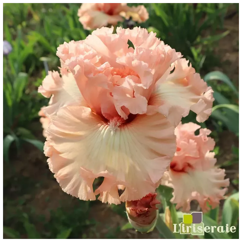 IRIS SUGAR HIGH - L'iriseraie - KUTTOLSHEIM ALSACE FRANCE
