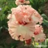 IRIS SUGAR HIGH - L'iriseraie - KUTTOLSHEIM ALSACE FRANCE