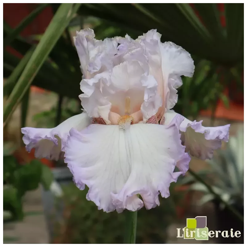 IRIS KISS ME ALL OVER - L'iriseraie - KUTTOLSHEIM ALSACE FRANCE