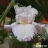 IRIS KISS ME ALL OVER - L'iriseraie - KUTTOLSHEIM ALSACE FRANCE