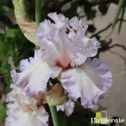 IRIS KISS ME ALL OVER - L'iriseraie - KUTTOLSHEIM ALSACE FRANCE
