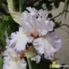 IRIS KISS ME ALL OVER - L'iriseraie - KUTTOLSHEIM ALSACE FRANCE