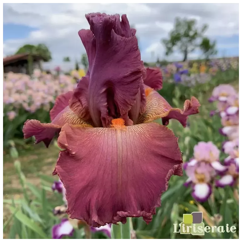 IRIS DAME DE CŒUR - L'iriseraie - KUTTOLSHEIM ALSACE FRANCE