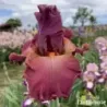 IRIS DAME DE CŒUR - L'iriseraie - KUTTOLSHEIM ALSACE FRANCE