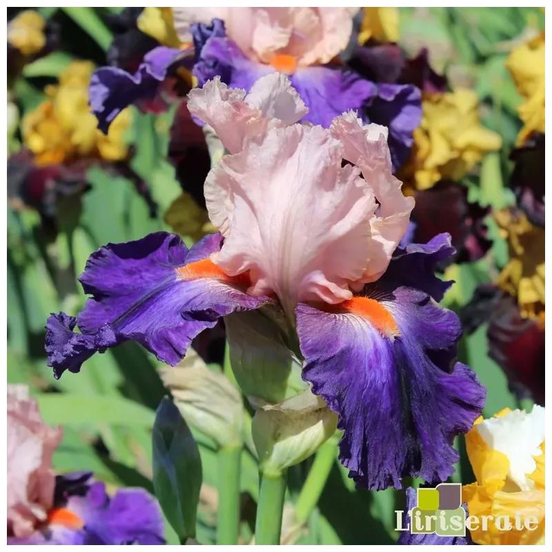 IRIS DATING A ROYAL - L'iriseraie - KUTTOLSHEIM ALSACE FRANCE