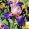 IRIS DATING A ROYAL - L'iriseraie - KUTTOLSHEIM ALSACE FRANCE