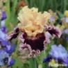 IRIS DAZZLE - L'iriseraie - KUTTOLSHEIM ALSACE FRANCE