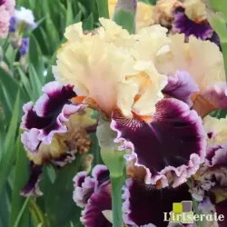 IRIS DAZZLE - L'iriseraie - KUTTOLSHEIM ALSACE FRANCE