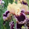 IRIS DAZZLE - L'iriseraie - KUTTOLSHEIM ALSACE FRANCE