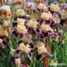 IRIS DAZZLE - L'iriseraie - KUTTOLSHEIM ALSACE FRANCE