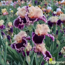 IRIS DAZZLE - L'iriseraie - KUTTOLSHEIM ALSACE FRANCE