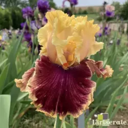 IRIS DECADENCE - L'iriseraie - KUTTOLSHEIM ALSACE FRANCE