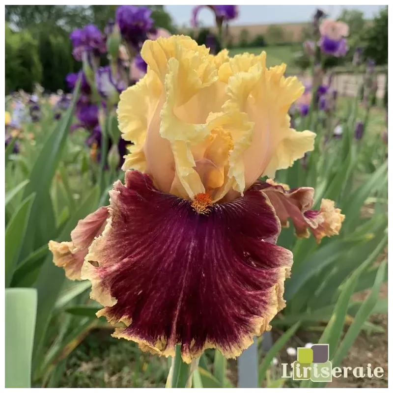 IRIS DECADENCE - L'iriseraie - KUTTOLSHEIM ALSACE FRANCE