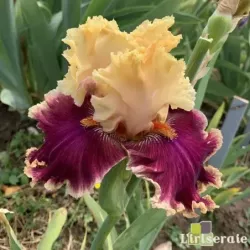 IRIS DECADENCE - L'iriseraie - KUTTOLSHEIM ALSACE FRANCE