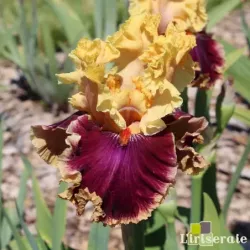 IRIS DECADENCE - L'iriseraie - KUTTOLSHEIM ALSACE FRANCE