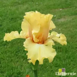 IRIS DESERT D'ATACAMA - L'iriseraie - KUTTOLSHEIM ALSACE FRANCE