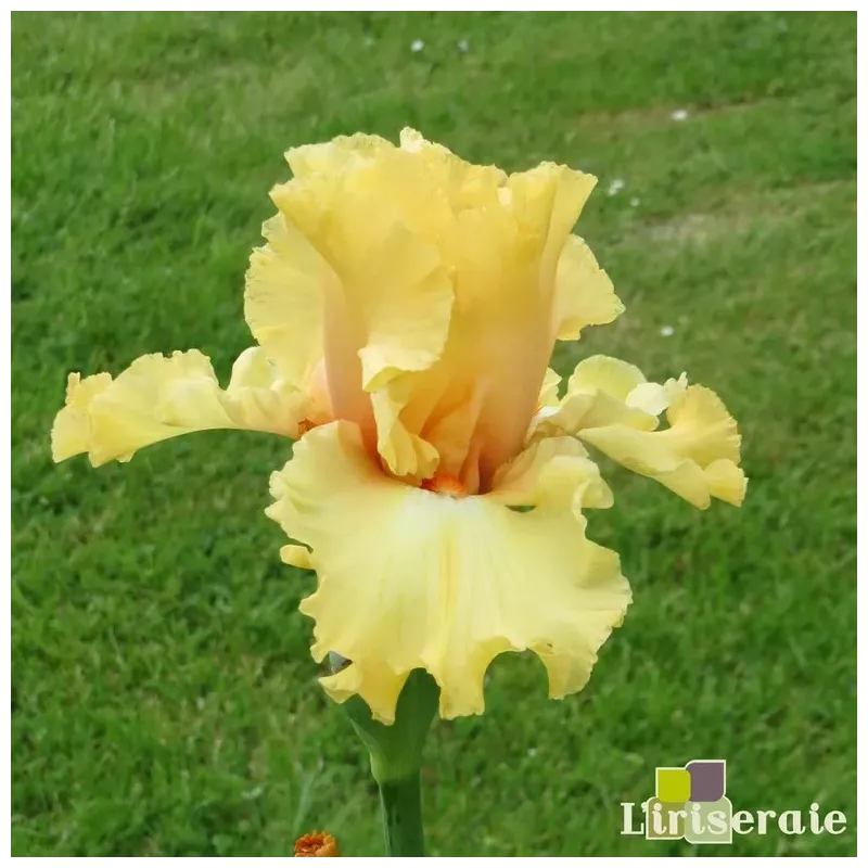 IRIS DESERT D'ATACAMA - L'iriseraie - KUTTOLSHEIM ALSACE FRANCE