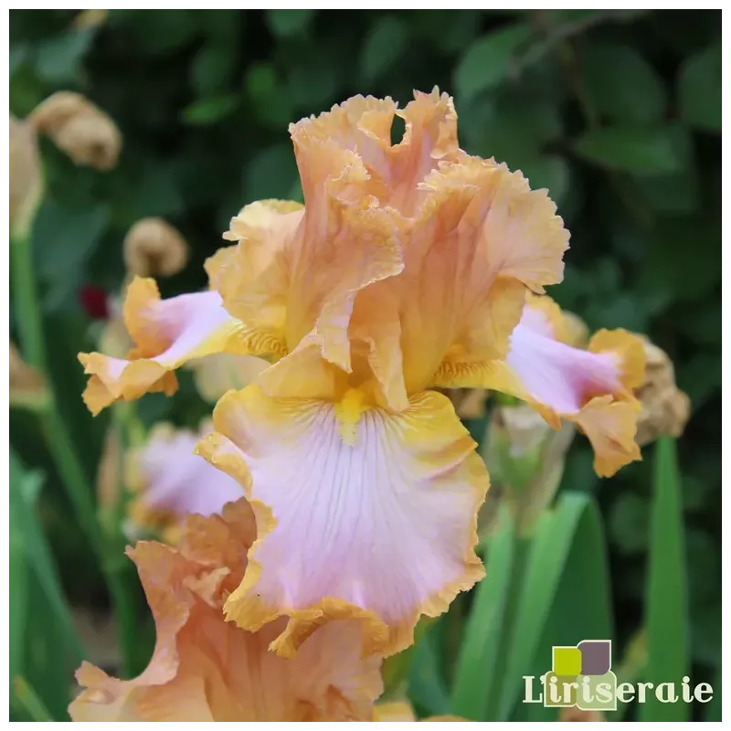 IRIS AFTERNOON DELIGHT - L'iriseraie - KUTTOLSHEIM ALSACE FRANCE IRIS AFTERNOON DELIGHT - L'iriseraie - KUTTOLSHEIM ALSACE FRANCE