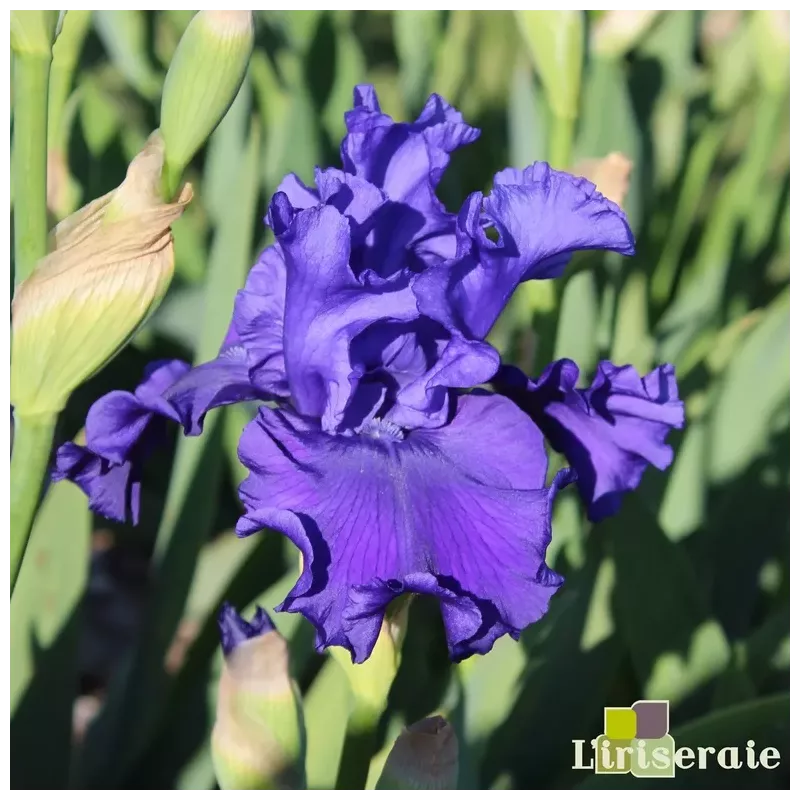 IRIS DEVIL'S LAKE - L'iriseraie - KUTTOLSHEIM ALSACE FRANCE