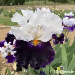 IRIS DOMINO NOIR - L'iriseraie - KUTTOLSHEIM ALSACE FRANCE