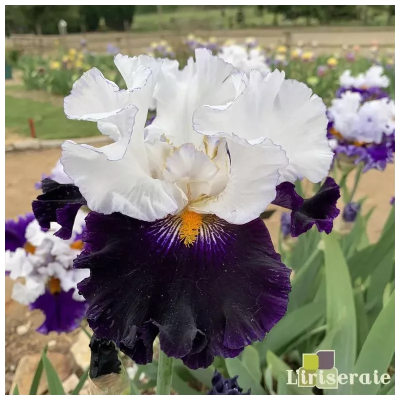 IRIS DOMINO NOIR - L'iriseraie - KUTTOLSHEIM ALSACE FRANCE IRIS DOMINO NOIR - L'iriseraie - KUTTOLSHEIM ALSACE FRANCE