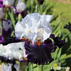 IRIS DOMINO NOIR - L'iriseraie - KUTTOLSHEIM ALSACE FRANCE