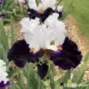 IRIS DOMINO NOIR - L'iriseraie - KUTTOLSHEIM ALSACE FRANCE