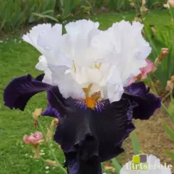 IRIS DOMINO NOIR - L'iriseraie - KUTTOLSHEIM ALSACE FRANCE