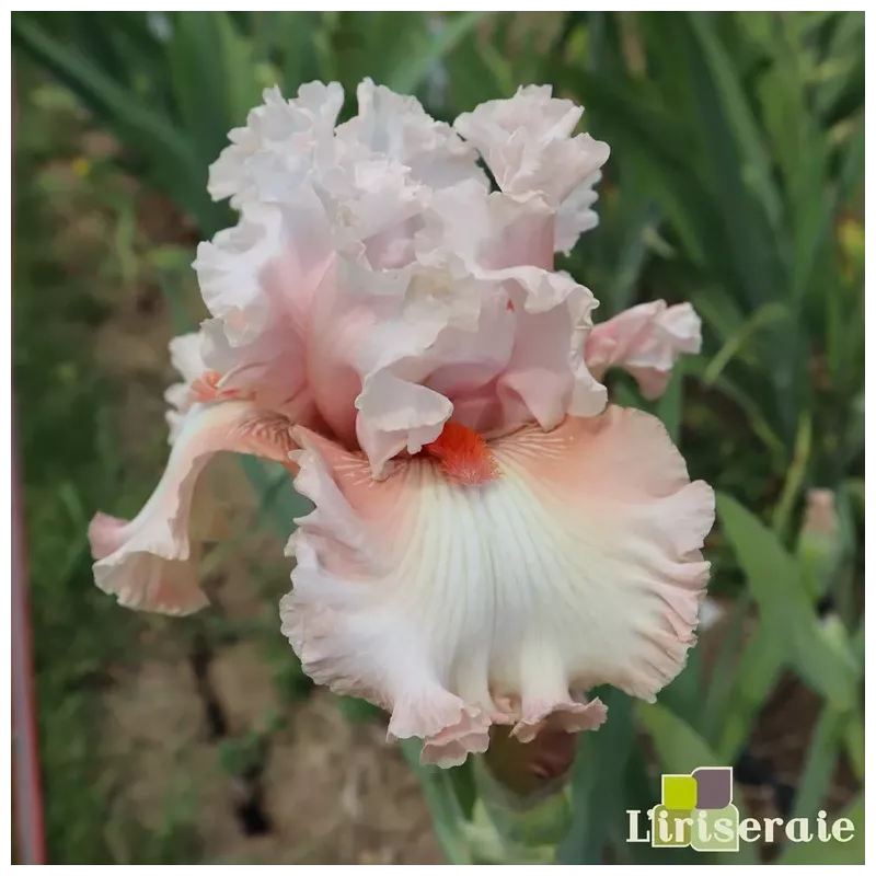 IRIS DOUBLE PLATINUM - L'iriseraie - KUTTOLSHEIM ALSACE FRANCE