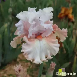 IRIS DOUBLE PLATINUM - L'iriseraie - KUTTOLSHEIM ALSACE FRANCE