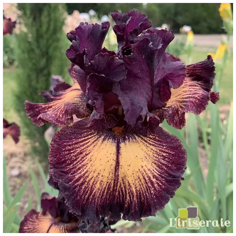 IRIS DRAMA QUEEN - L'iriseraie - KUTTOLSHEIM ALSACE FRANCE IRIS DRAMA QUEEN - L'iriseraie - KUTTOLSHEIM ALSACE FRANCE