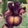 IRIS DRAMA QUEEN - L'iriseraie - KUTTOLSHEIM ALSACE FRANCE