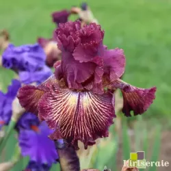 IRIS DRAMA QUEEN - L'iriseraie - KUTTOLSHEIM ALSACE FRANCE